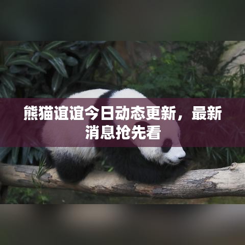 熊貓誼誼今日動(dòng)態(tài)更新，最新消息搶先看