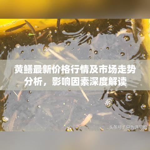 黃鱔最新價(jià)格行情及市場走勢分析，影響因素深度解讀