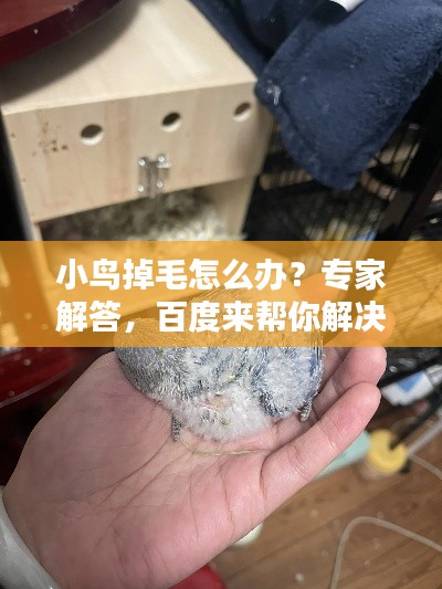 小鳥掉毛怎么辦？專家解答，百度來幫你解決疑惑！