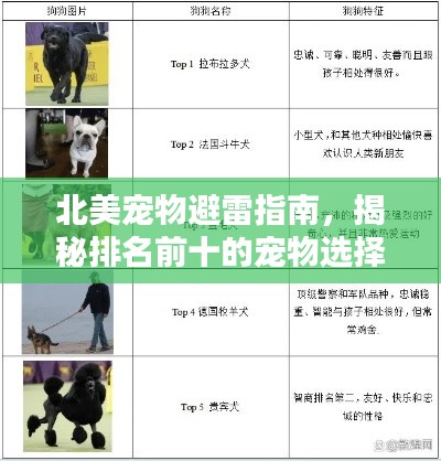 北美寵物避雷指南，揭秘排名前十的寵物選擇
