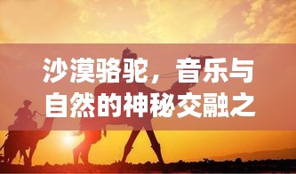 沙漠駱駝，音樂(lè)與自然的神秘交融之旅