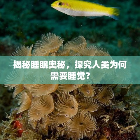 揭秘睡眠奧秘，探究人類為何需要睡覺？