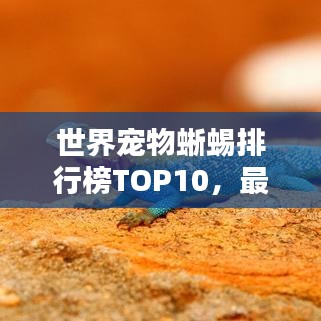 世界寵物蜥蜴排行榜TOP10，最受歡迎的寵物蜥蜴盤點(diǎn)