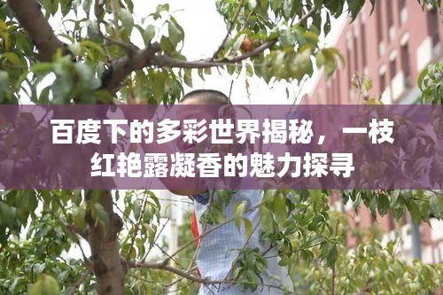百度下的多彩世界揭秘，一枝紅艷露凝香的魅力探尋