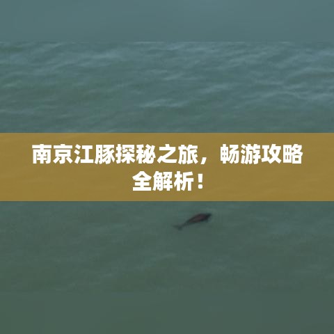 南京江豚探秘之旅，暢游攻略全解析！