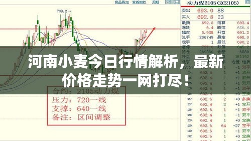 河南小麥今日行情解析，最新價格走勢一網(wǎng)打盡！