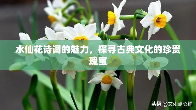 水仙花詩(shī)詞的魅力，探尋古典文化的珍貴瑰寶