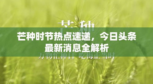 芒種時(shí)節(jié)熱點(diǎn)速遞，今日頭條最新消息全解析