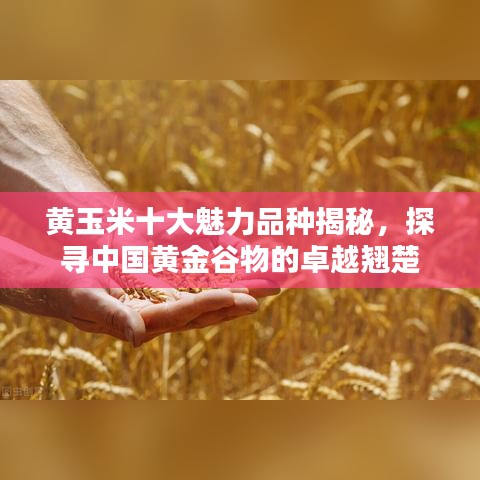 黃玉米十大魅力品種揭秘，探尋中國黃金谷物的卓越翹楚