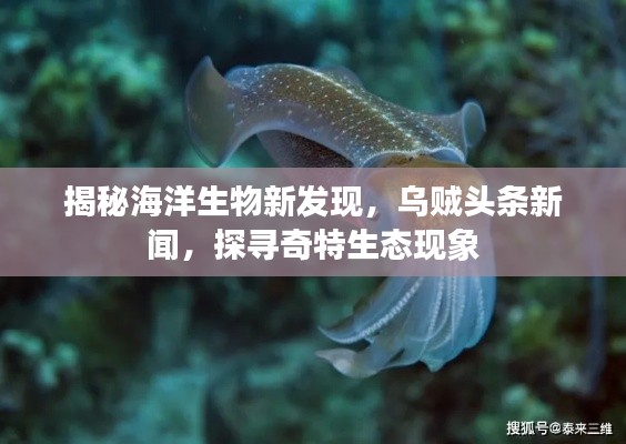 揭秘海洋生物新發(fā)現(xiàn)，烏賊頭條新聞，探尋奇特生態(tài)現(xiàn)象