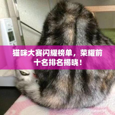 貓咪大賽閃耀榜單，榮耀前十名排名揭曉！