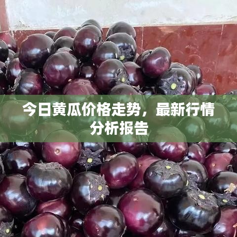 今日黃瓜價格走勢，最新行情分析報告