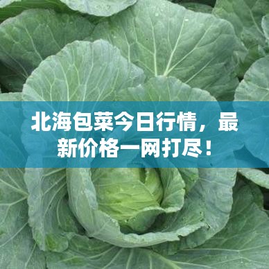北海包菜今日行情，最新價格一網(wǎng)打盡！