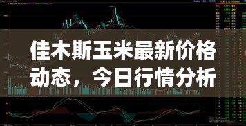 佳木斯玉米最新價(jià)格動(dòng)態(tài)，今日行情分析與市場(chǎng)趨勢(shì)解讀