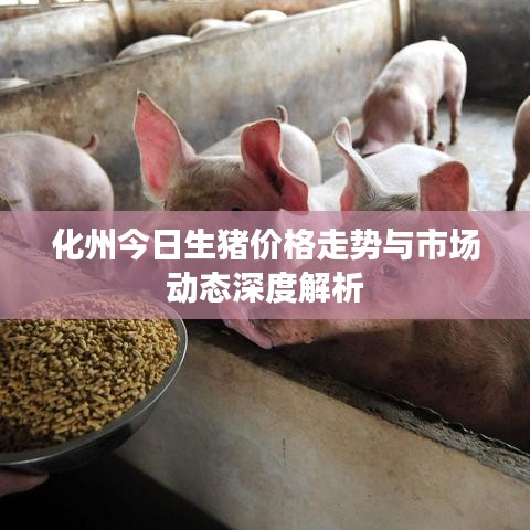 化州今日生豬價(jià)格走勢與市場動(dòng)態(tài)深度解析