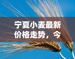 寧夏小麥最新價格走勢，今日行情動態(tài)速遞