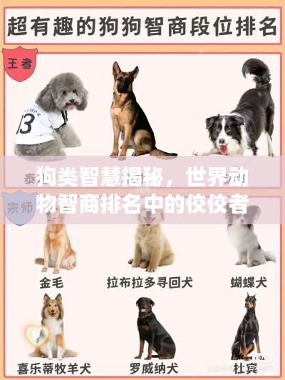 狗類智慧揭秘，世界動物智商排名中的佼佼者