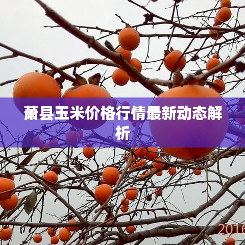 蕭縣玉米價(jià)格行情最新動(dòng)態(tài)解析