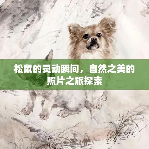 松鼠的靈動(dòng)瞬間，自然之美的照片之旅探索
