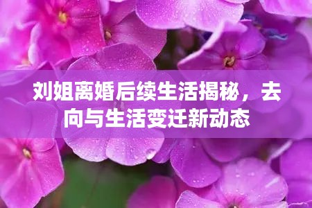 劉姐離婚后續(xù)生活揭秘，去向與生活變遷新動(dòng)態(tài)