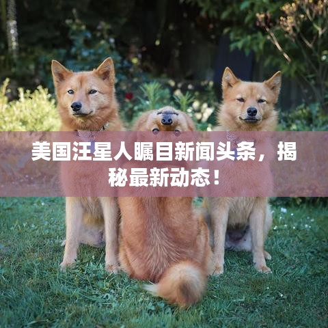 美國汪星人矚目新聞頭條，揭秘最新動態(tài)！