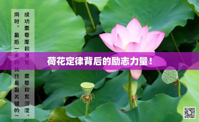 荷花定律背后的勵(lì)志力量！