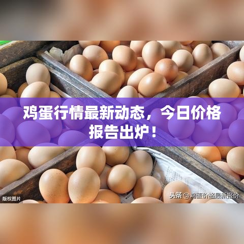雞蛋行情最新動態(tài)，今日價格報告出爐！