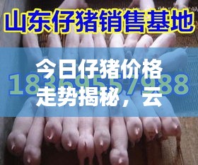 今日仔豬價格走勢揭秘，云南市場最新動態(tài)一網(wǎng)打盡