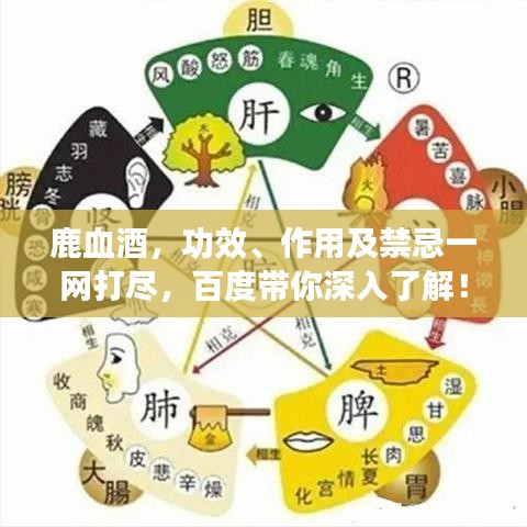 鹿血酒，功效、作用及禁忌一網(wǎng)打盡，百度帶你深入了解！