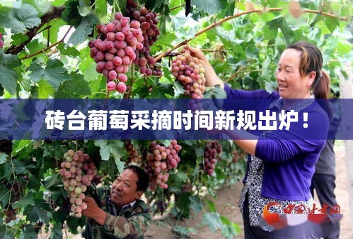 磚臺葡萄采摘時(shí)間新規(guī)出爐！