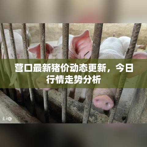 營口最新豬價動態(tài)更新，今日行情走勢分析