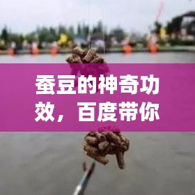 蠶豆的神奇功效，百度帶你探索未知的健康奧秘！