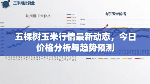 五棵樹玉米行情最新動(dòng)態(tài)，今日價(jià)格分析與趨勢(shì)預(yù)測(cè)