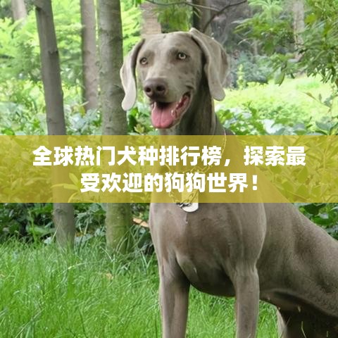 全球熱門犬種排行榜，探索最受歡迎的狗狗世界！