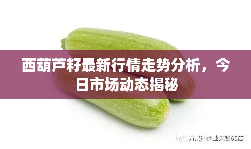 西葫蘆籽最新行情走勢分析，今日市場動態(tài)揭秘