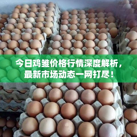 今日雞雛價格行情深度解析，最新市場動態(tài)一網(wǎng)打盡！