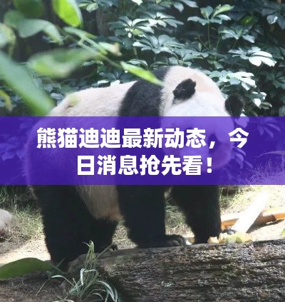 熊貓迪迪最新動態(tài)，今日消息搶先看！