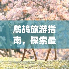 鷓鴣旅游指南，探索最佳行程，讓你的旅行更精彩！