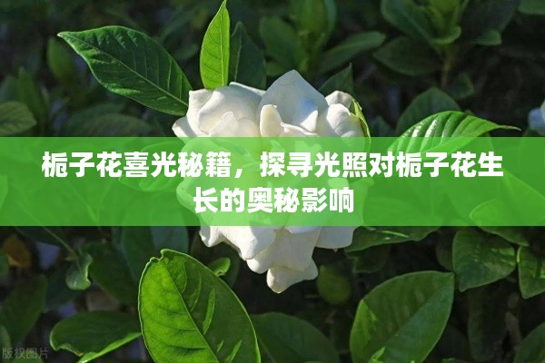 梔子花喜光秘籍，探尋光照對梔子花生長的奧秘影響