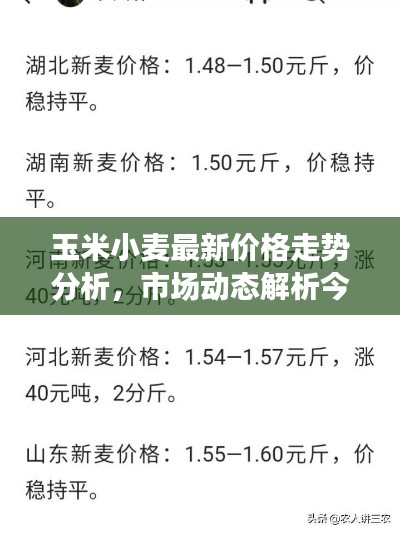 玉米小麥最新價格走勢分析，市場動態(tài)解析今日行情
