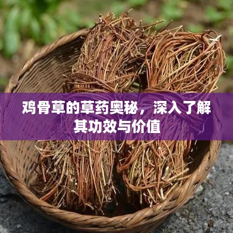 雞骨草的草藥奧秘，深入了解其功效與價(jià)值
