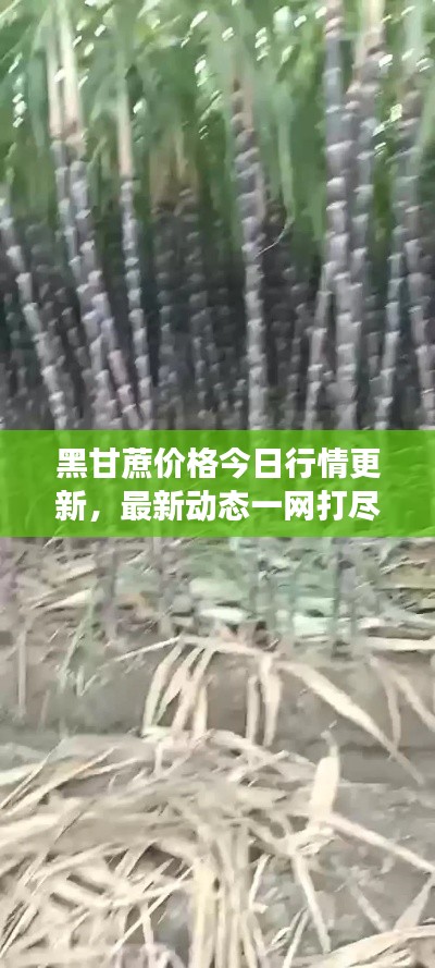 黑甘蔗價(jià)格今日行情更新，最新動(dòng)態(tài)一網(wǎng)打盡！