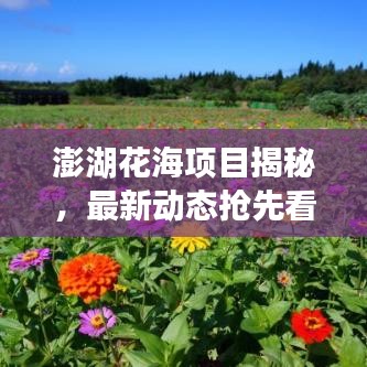 澎湖花海項(xiàng)目揭秘，最新動(dòng)態(tài)搶先看！