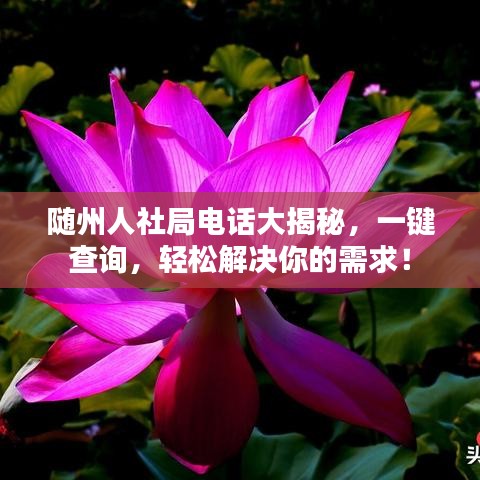 隨州人社局電話大揭秘，一鍵查詢，輕松解決你的需求！