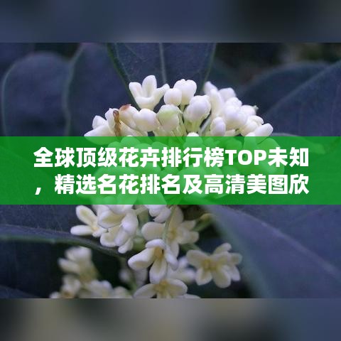全球頂級花卉排行榜TOP未知，精選名花排名及高清美圖欣賞
