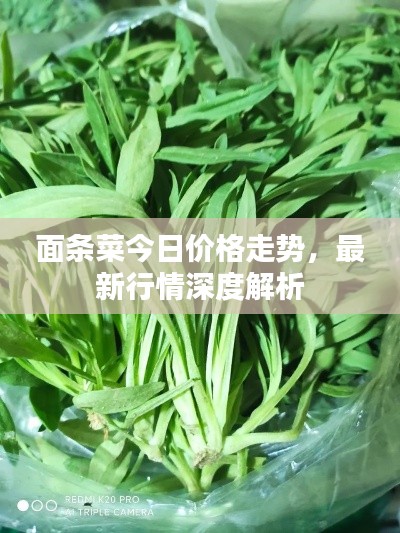 面條菜今日價格走勢，最新行情深度解析