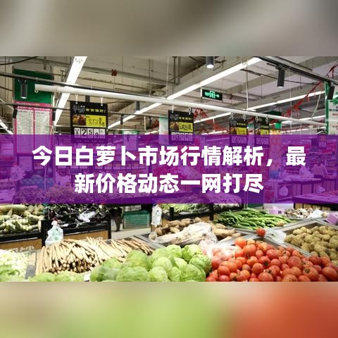 今日白蘿卜市場行情解析，最新價格動態(tài)一網(wǎng)打盡