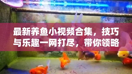 最新養(yǎng)魚小視頻合集，技巧與樂趣一網(wǎng)打盡，帶你領(lǐng)略養(yǎng)魚新境界