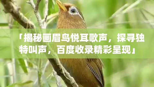 「揭秘畫眉鳥悅耳歌聲，探尋獨特叫聲，百度收錄精彩呈現(xiàn)」