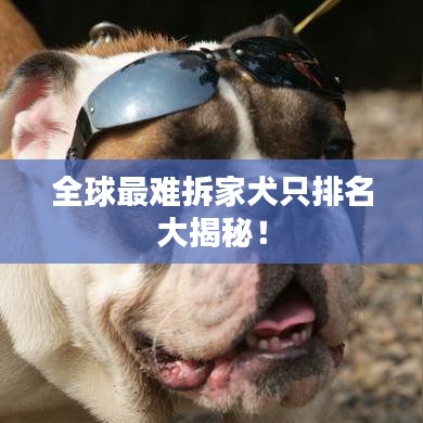 全球最難拆家犬只排名大揭秘！